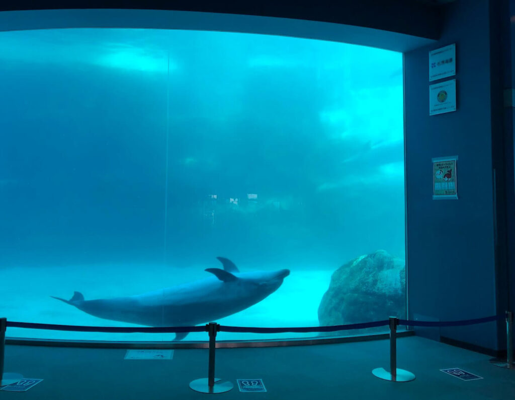 名古屋港水族館イルカクジラアソビュー料金